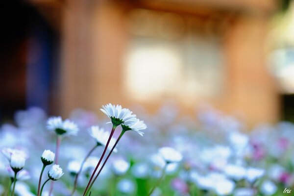 Fleurs blanches sur fond flou