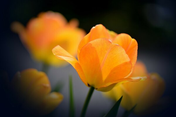 Background. Orange tulip in the lens