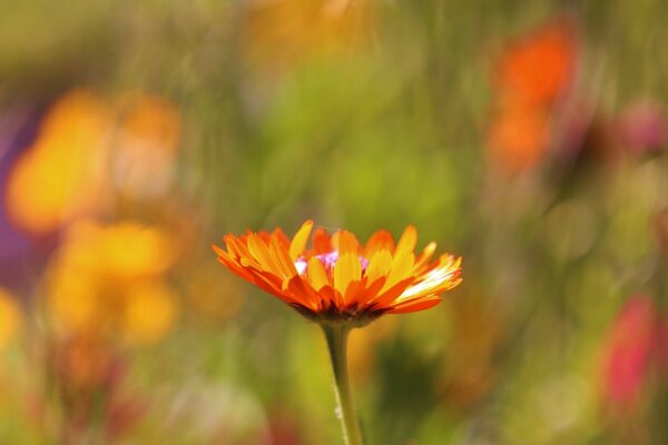 Оранжевый цветок на размытом фоне