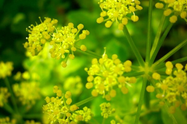 Las primeras flores amarillas de primavera