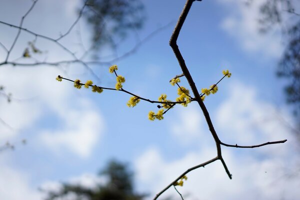 Blauer Himmel mit einem Zweig der Blumen