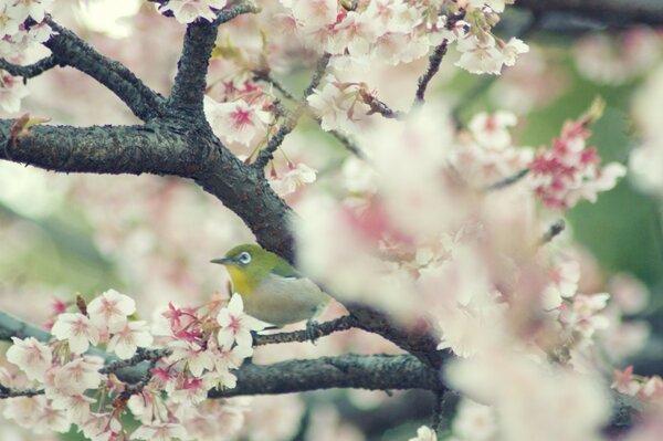 Arbre de printemps en fleurs avec oiseau