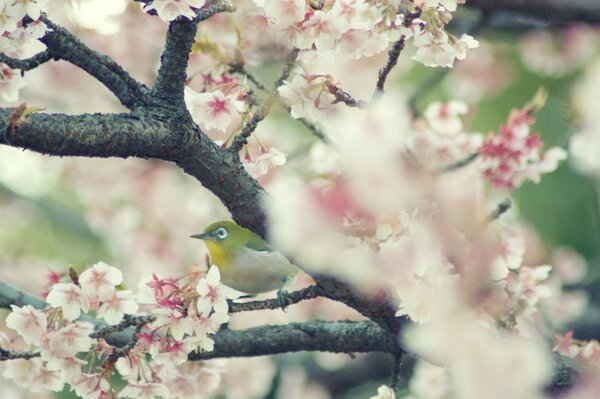 Kwitnące wiosenne drzewo z ptakiem