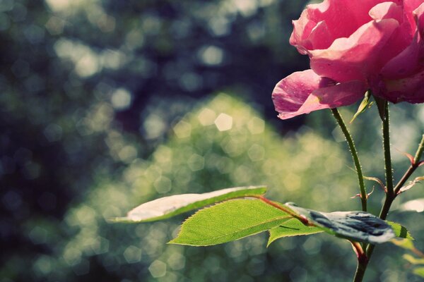 Pink rose in the morning