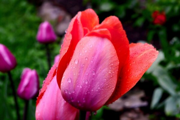 Wie gut sind Tulpen nach dem Regen?