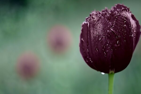 Tulipán lila después de la lluvia