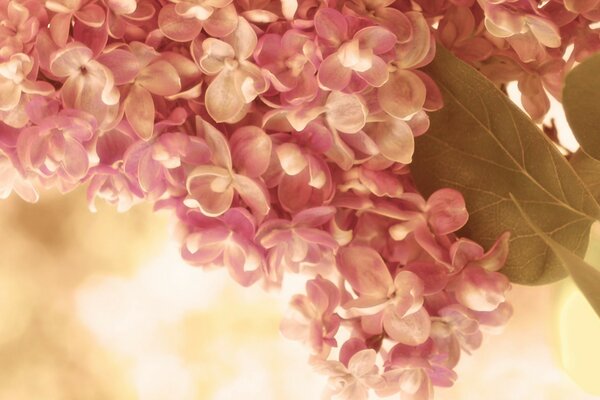 Delicate pink sprig of lilac