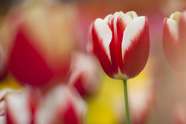 Hermosos tulipanes a rayas de color rojo