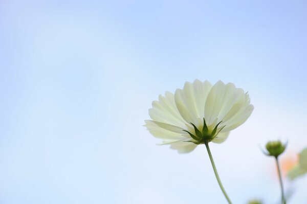 Lonely flowers in the field and blue sky