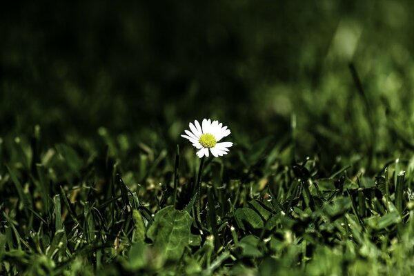 Eine einsame Blume auf einer Sonnenlichtung