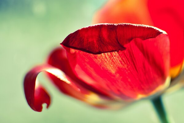 Nahaufnahme von roten Tulpenblättern