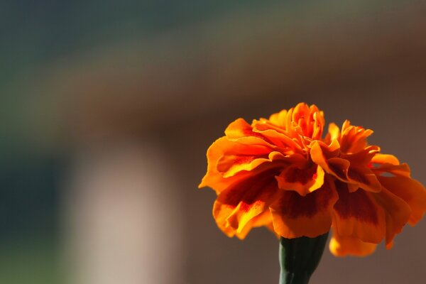 Marigold. On a blurry background