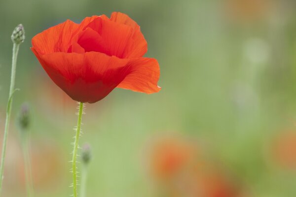 Einzigartige leuchtend rote Mohnblumen