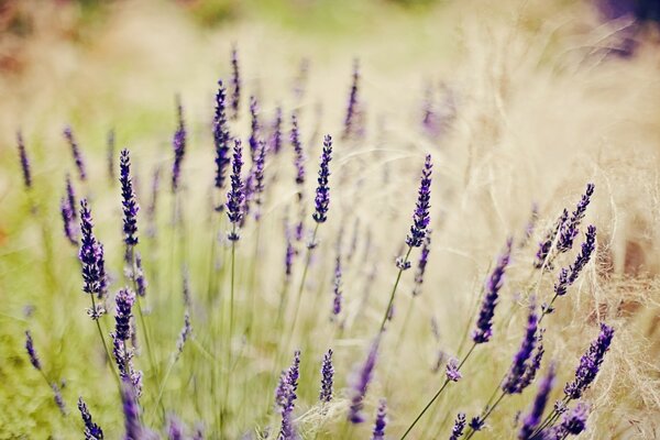 Fiori lilla in un campo con erba