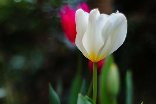 Weiße und rote Tulpe Grüns