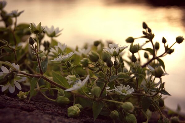 Hermosos brotes de flores al atardecer