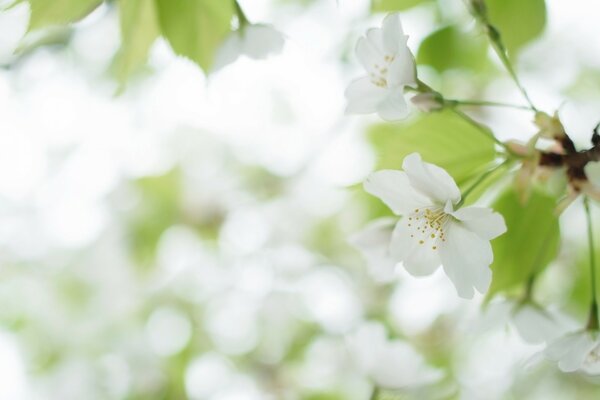 Weiße Kirschblüten am Baum