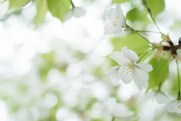 Fleurs de cerisier blanc sur l arbre