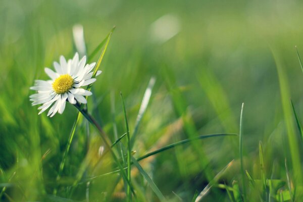 White chamomile in a green field