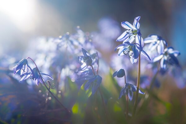 Fotografia macro di piccoli fiori blu