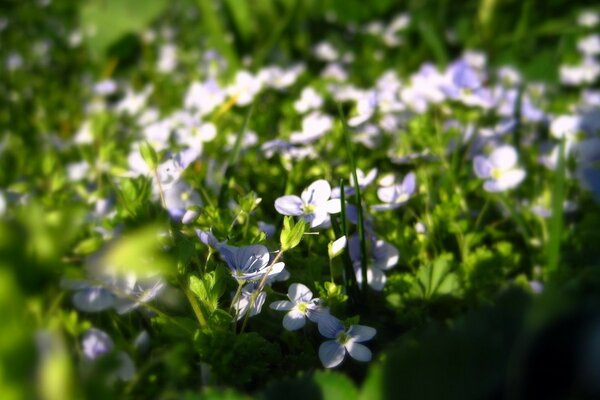 Miniaturblumen in der Natur. Makrofoto aufgenommen