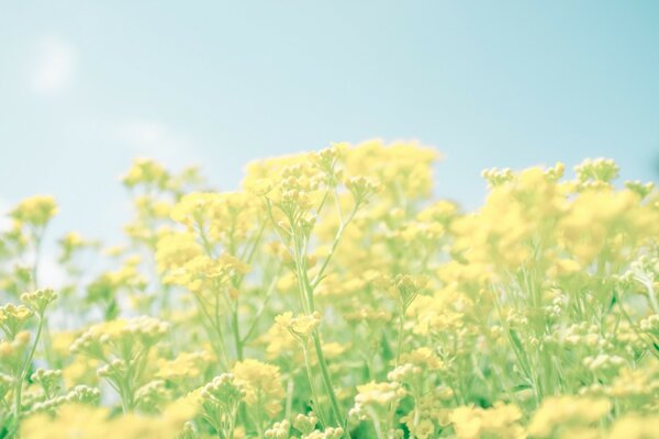 Fleurs jaunes vives au printemps