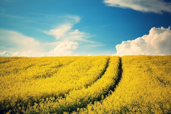 Chemin vers le ciel à travers le champ jaune