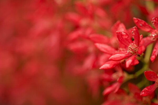 Macro photo of a red flower on a twig