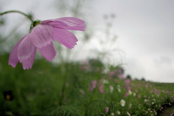 Nature. Fleurs lilas dans le champ