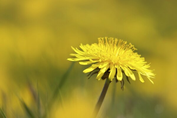 Dandelion is a symbol of the sun