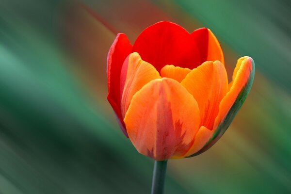 Blurred background with a beautiful tulip