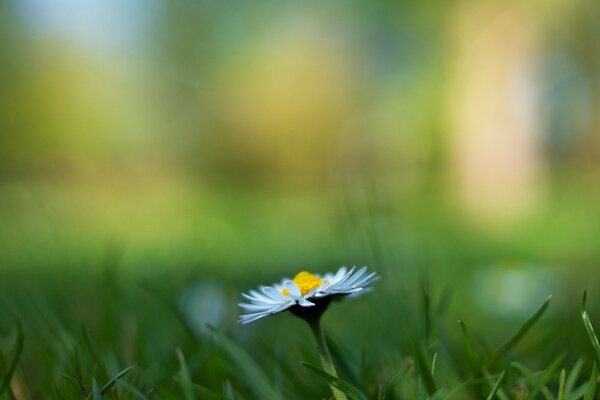 Fiore solitario su sfondo di erba