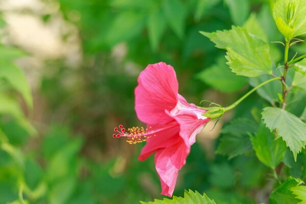 Die Pflanze. blühender Hibiskus. Die Schönheit