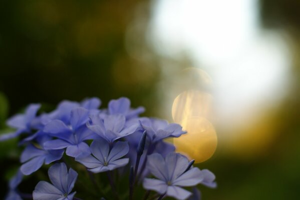 Flores púrpuras sobre fondo borroso