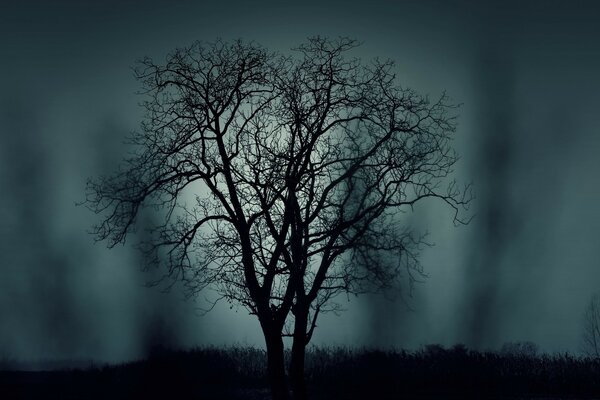 A tree without leaves at night