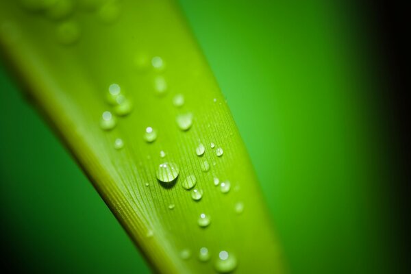 Wassertropfen auf einem grünen Blatt