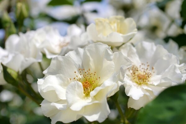 White apple blossoms in spring