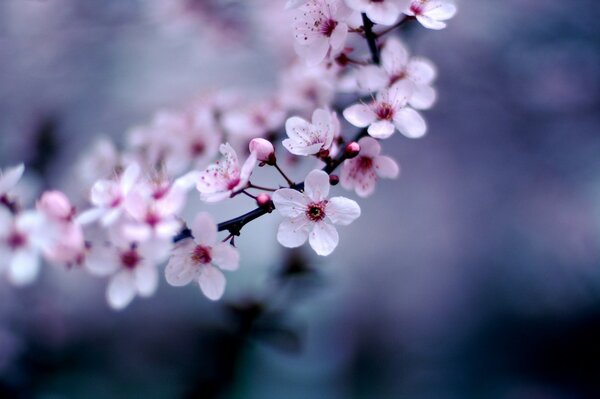 Pale pink blooming on a branch