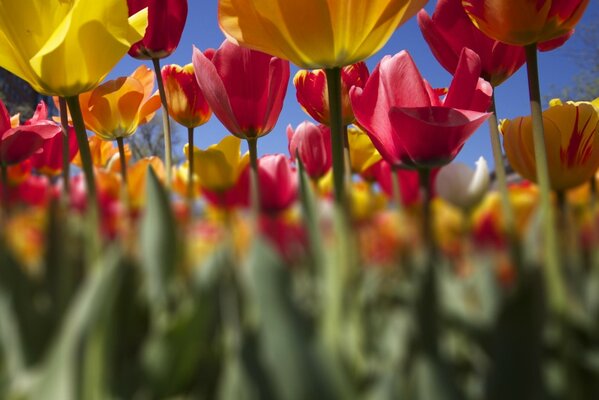 Colour. Plantation of colorful tulips