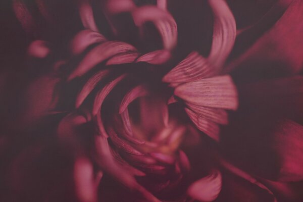 Borodo purple peony bloomed in July