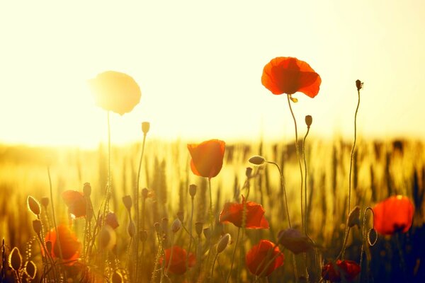 Feld der Mohnblumen im Hintergrund des Sonnenuntergangs