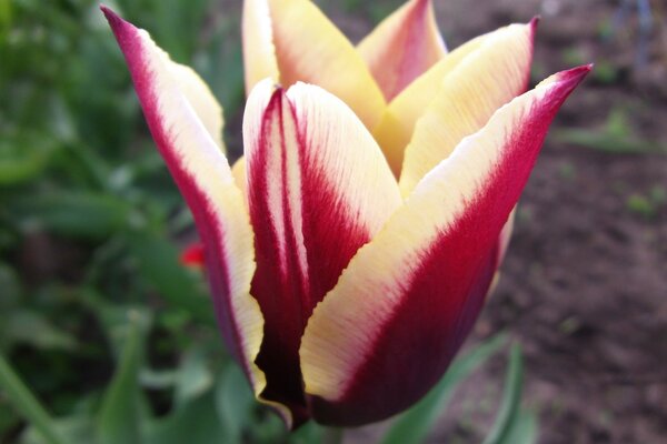 Eine rot-weiße Tulpe im Garten aufklappbar