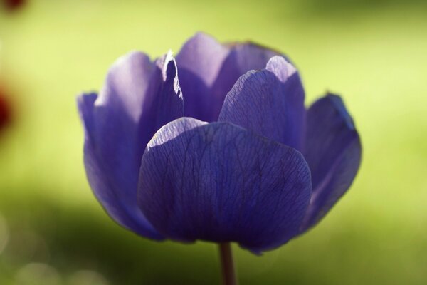 Anemone viola sotto i raggi del sole