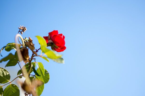 Día brillante y flor roja