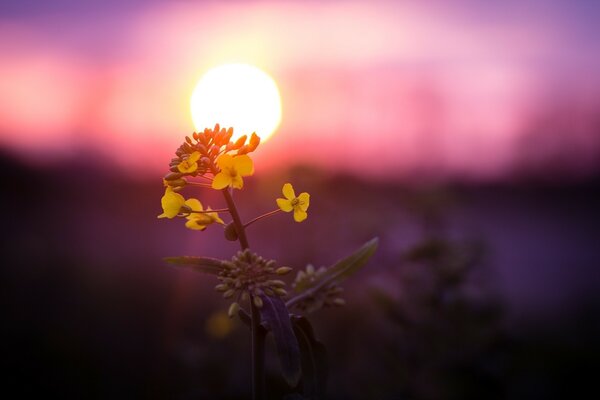 Hermosa flor amarilla al atardecer