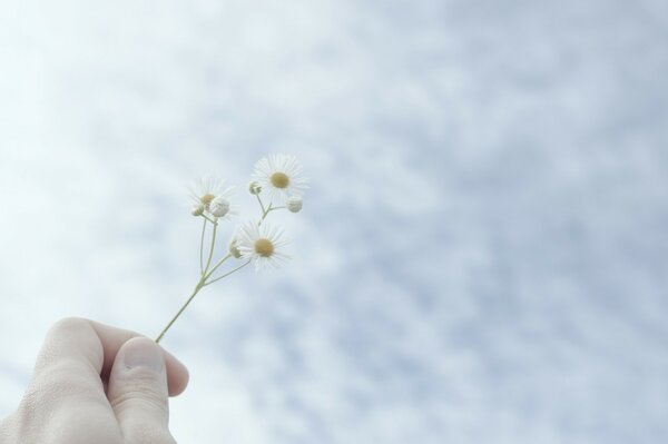 A hand holds a flower in the sky