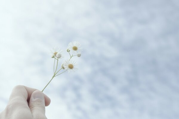 Main tenant une fleur dans le ciel