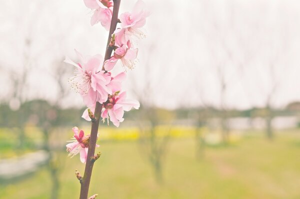 Розовые ароматные цветы сакуры