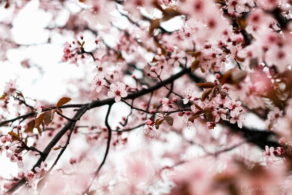 Flores de palo de rosa en primavera