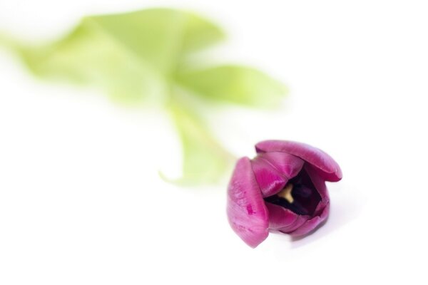 Pink flower with a green stem on a blurry background